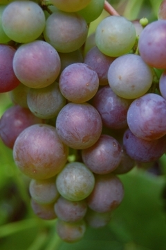 January- Make your own grape vines for free, take cuttings now.